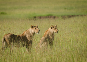 Let’s Dive Into The Heart Of The Wild : Masai Mara National Park Kenya!