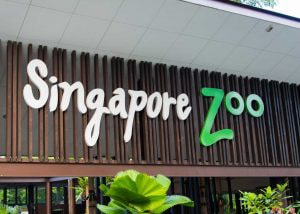 Why Singapore Zoo Is a Must-Visit in 2025: Unique Experiences & Insider Tips